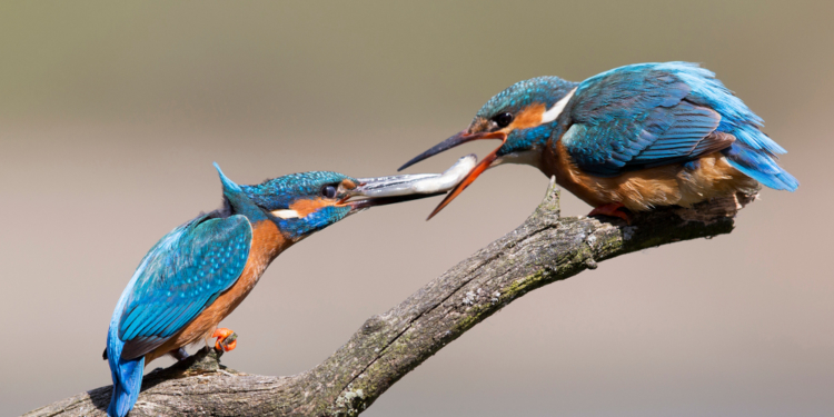 Bildervortrag: ‚Anmut im Federkleid‘