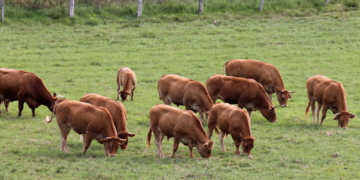 Der Kuh-Kompass auf der Weide
