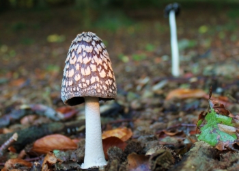 Genussvoll durch die Pilzsaison