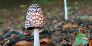 Genussvoll durch die Pilzsaison