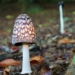 Genussvoll durch die Pilzsaison