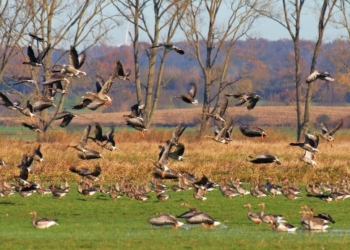 Bürgerinitiative Pro Natur Duvenseer Moor plädiert weiterhin für ein Naturschutzgebiet