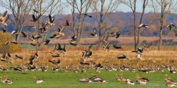 Bürgerinitiative Pro Natur Duvenseer Moor plädiert weiterhin für ein Naturschutzgebiet