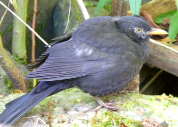 Amselsterben durch Usutu-Virus erstmals in Hamburg