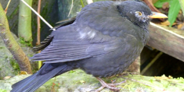 Amselsterben durch Usutu-Virus erstmals in Hamburg