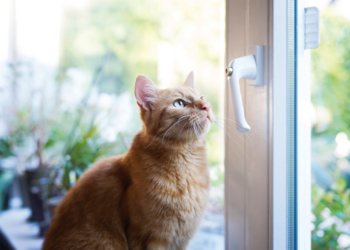 Lebensgefahr für Katzen – gekippte Fenster sind unterschätzte Fallen