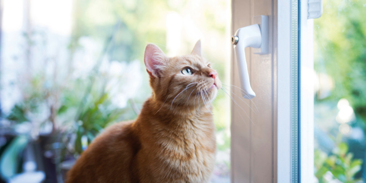 Lebensgefahr für Katzen – gekippte Fenster sind unterschätzte Fallen