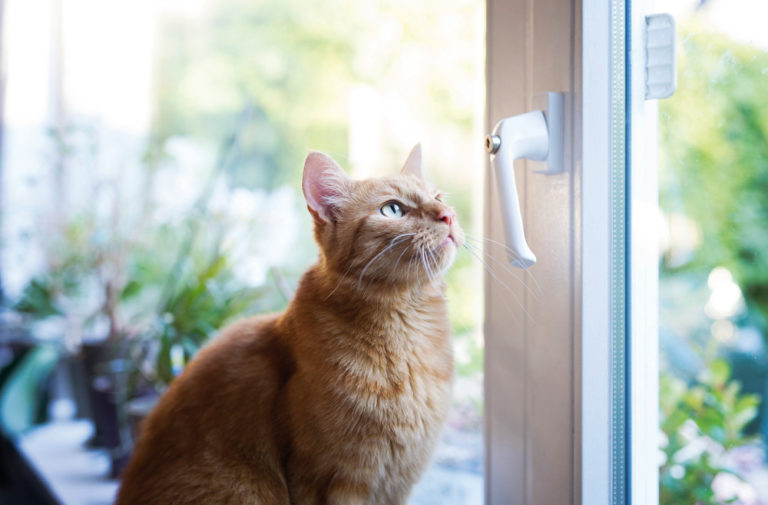 Lebensgefahr für Katzen gekippte Fenster sind