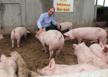 Tag des ‚Seeluft-Schweins‘ in Buchholz