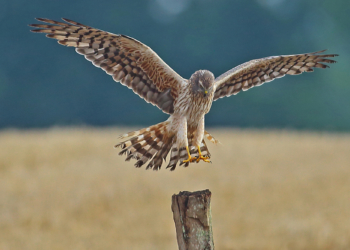 ‚Einblicke in die Natur‘ in Klein Zecher