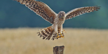 ‚Einblicke in die Natur‘ in Klein Zecher