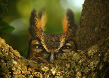Heimische Eulenwelt – Faszination unserer Natur