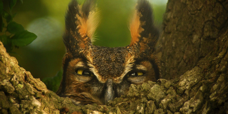 Heimische Eulenwelt – Faszination unserer Natur