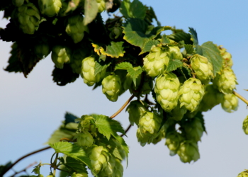 Zum Beruhigen und Herunterkurbeln