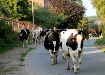 Kuhdamen beim Walking zur Weide