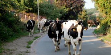 Kuhdamen beim Walking zur Weide