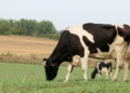 Aus Grün wird Rot und aus Rot wird Weiß