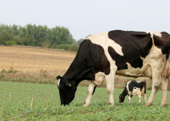 Aus Grün wird Rot und aus Rot wird Weiß