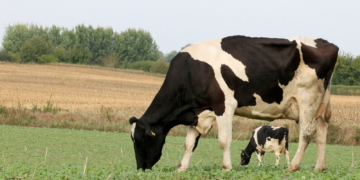 Aus Grün wird Rot und aus Rot wird Weiß