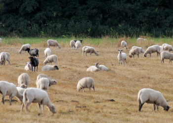 Schwarze Schafe mit weißer Weste