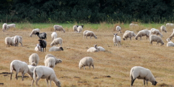 Schwarze Schafe mit weißer Weste