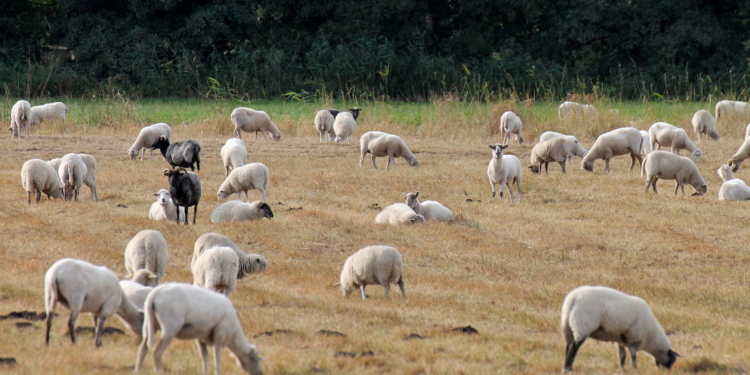 Schwarze Schafe mit weißer Weste
