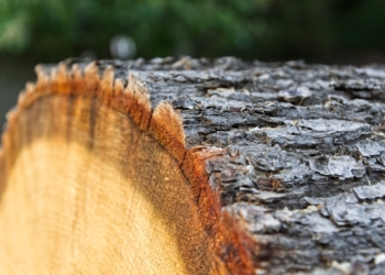 Verlosung von Brennholz aus dem Möllner Stadtwald