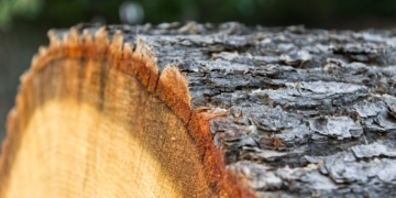 Verlosung von Brennholz aus dem Möllner Stadtwald