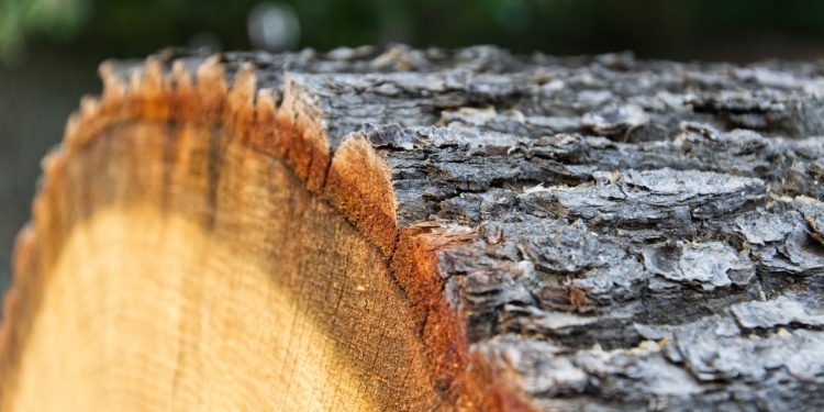 Verlosung von Brennholz aus dem Möllner Stadtwald