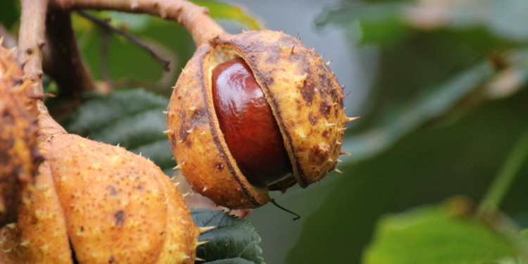 Nun fallen die Kastanien