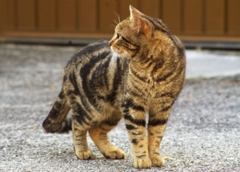 Ehrenamtliche Katzenfreunde gesucht
