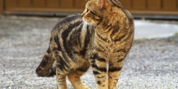 Ehrenamtliche Katzenfreunde gesucht