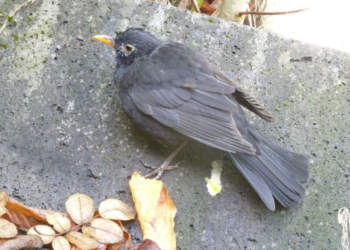 Usutu-Virus jetzt auch im Herzogtum Lauenburg nachgewiesen