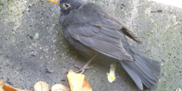 Usutu-Virus jetzt auch im Herzogtum Lauenburg nachgewiesen