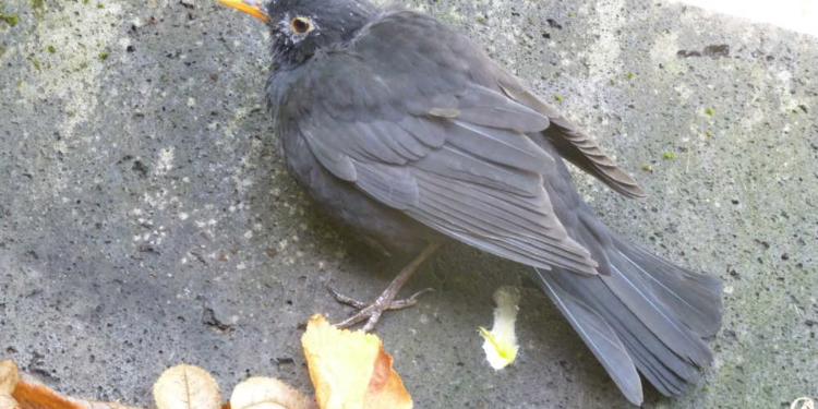 Usutu-Virus jetzt auch im Herzogtum Lauenburg nachgewiesen