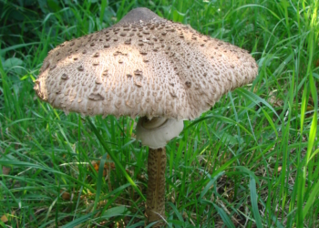 Pilzexkursion mit Verköstigung