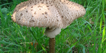 Pilzexkursion mit Verköstigung