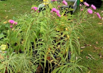 Ratzeburg: Pflanzenflohmarkt am 3. Oktober