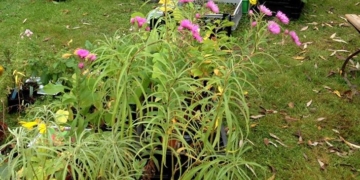 Ratzeburg: Pflanzenflohmarkt am 3. Oktober