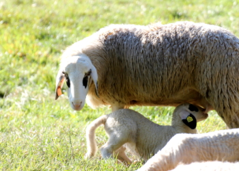 ‚Heidis Schnuckis‘ auf den Hofwiesen