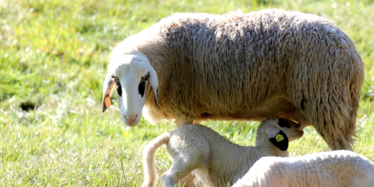 ‚Heidis Schnuckis‘ auf den Hofwiesen