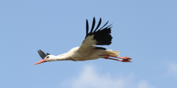 Trotz großer Sommerhitze eine zufriedenstellende Weißstorchsaison 2018