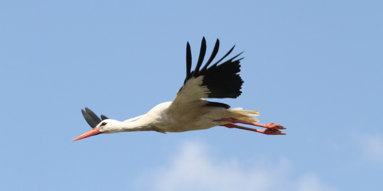 Trotz großer Sommerhitze eine zufriedenstellende Weißstorchsaison 2018