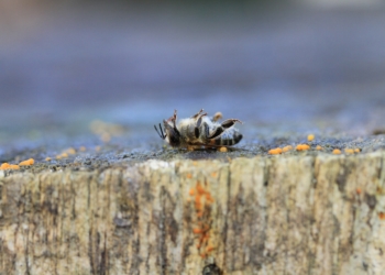 Vortrag: ‚Unsere Insekten drohen auszusterben‘