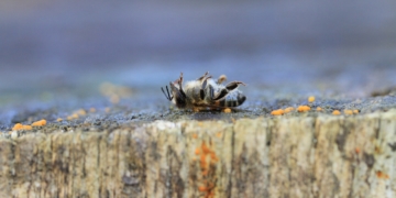 Vortrag: ‚Unsere Insekten drohen auszusterben‘