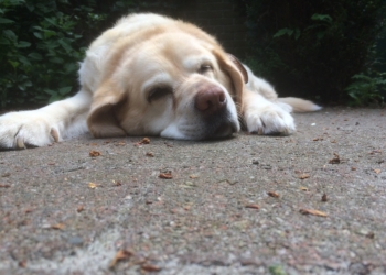 Op platt: De oole Hund