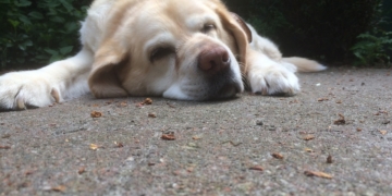 Op platt: De oole Hund