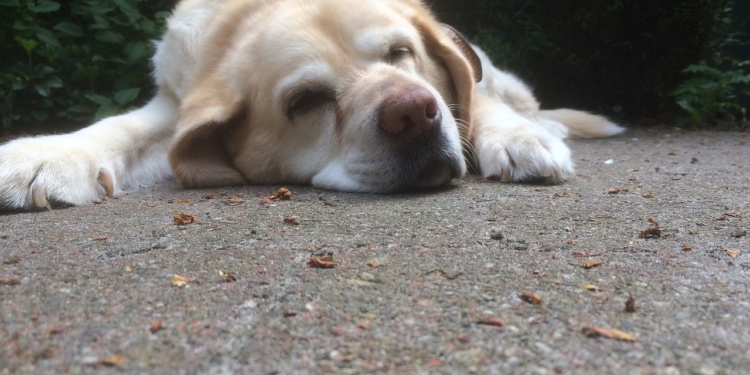 Op platt: De oole Hund