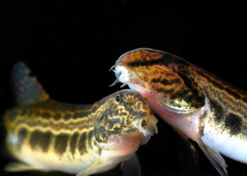 Fischartenatlas von Deutschland – spannende Einblicke in die Welt unter Wasser