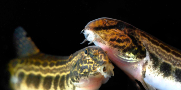 Fischartenatlas von Deutschland – spannende Einblicke in die Welt unter Wasser